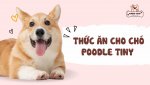 thuc-an-cho-cho-poodle-tiny.jpg